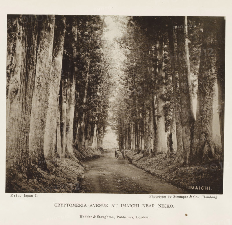Cryptomeria-avenue at Imaichi near Nikko, page, photomechanical print, inscription: 'Imaichi', Imaichi, printmaker: Strumper & Co, Hamburg (city), publisher: Hodder & Stoughton, London, c. 1874 - in or before 1884, photographer, paper, collotype, photoprint, height 115 mm x width 141 mm, forest path or lane, trees: cedar, A sepia-toned photograph showing a straight dirt path flanked by tall, closely spaced trees with thick trunks and textured bark, their canopies forming a tunnel overhead; three small figures stand on the path near the center, and a building is faintly visible at the far end of the avenue; a pale border surrounds the image and printed lines of text appear below it.