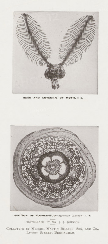 Head and antennae of moth, Section of flower-bud, page, photomechanical print, inscription: 'x 5. x 8.', photographer: JJ Johnson, printmaker: Billing, Son & Co., Martin, London, c. 1889 - in or before 1899, paper, collotype, photoprint, height 225 mm x width 155 mm, Prints after page 160., flowers (parts of plants), insects: moth (antlers, horn), A vertical image showing two separate rectangular plates stacked with space between them on a pale background; the upper plate contains a symmetrical close-up of an insect head with two large feathery antennae splayed upward and outward from a rounded central head structure that has fine hairlike textures and a small tuft below, the antennae made of numerous evenly spaced filaments creating a fanlike appearance; the lower plate shows a circular cross section of a botanical structure with concentric layers including an outer rim, an inner ring filled with many small rounded elements, and a central floral-shaped pattern with petallike lobes and...