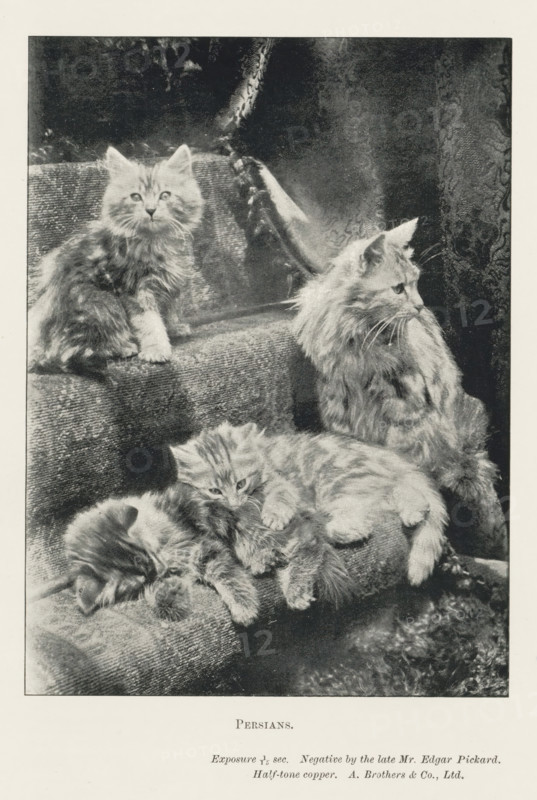 Persians, page, photomechanical print, inscription: 'Exposure 1, 15 sec.', photographer: Edgar Pickard, printmaker: A. Brothers & Co., c. 1889 - in or before 1899, paper, autotypie, height 140 mm x width 102 mm, cat, staircase, A black-and-white image of four long-haired cats arranged on a set of fabric-covered steps and cushions, with one cat sitting upright near the top left looking forward, another larger cat seated on the right in profile facing left, and two smaller cats reclining and nestled together on the lower step and cushion, all showing fluffy fur and visible whiskers, with a textured curtain or drapery in the background.