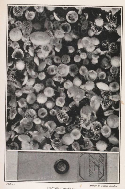 Photomicrograph, Microscope image of crystals and the container with these crystals in full size, page, photomechanical print, inscription: 'The large illustration is a photograph, taken through a microscope and shows a very small portion of the 'white specks' (polycystina) seen in the lower illustration, but magnified enormously. The lower photograph gives the actual size of the objects which were photographed by the microscope. (See chapter xiv.)', photographer: Arthur E. Smith, c. 1898 - in or before 1908, printmaker, paper, autotype, height 150 mm x width 98 mm, microscope, A rectangular image shows a densely packed field of round and oval shapes with varied textures and tonal values, appearing mottled and speckled with fine grain; some shapes have concentric rings or honeycomb-like patterns, others are smoother or fuzzy at the edges, and a dark background contrasts with lighter circular forms; below that field is a horizontal band containing a circular disc centered on a plain rec...