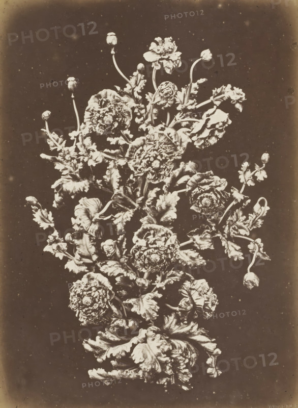 Bronze bouquet of poppies, Bouquet de Pavots en plomb repoussé au marteau, photograph, page, name: 'Witz & cie Phot. Rouen', inscription: 'Exécuté par F. Marrou. Prix d'honneur. Mèdaille d'or à l'exposition de l'Union centaire des Beaux-Arts. - Paris, 1880.', photographer: Witz et Cie., c. 1880 - in or before 1884, paper, albumen print, height 274 mm x width 201 mm, bunch of flowers, ornament, flowers: poppy, A vertical arrangement of flowers and buds with layered petals and ruffled leaves set against a dark background, shown in a high-contrast monochrome tone with lighter floral elements and darker surrounding space, with several long curved stems and clustered blossoms at various stages of opening and rounded buds on slender stalks.