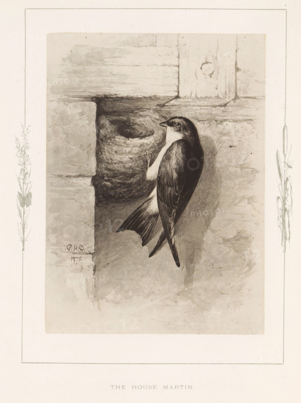 The house martin, Photo reproduction of a drawing of a house martin by Philip Henry Delamotte, photograph, reproduction, page, after drawing by Philip Henry Delamotte, Selborne, c. 1850 - in or before 1876, photographer, Hampshire, paper, carbon print, height 165 mm x width 121 mm, song-birds: swallow, A monochrome illustration shows a small bird with dark wings and a lighter underside clinging vertically to a rough textured wall beside a rounded, hollowed cavity in the masonry; the bird's head is turned slightly to the side and its tail feathers extend downward, casting a shadow on the wall, while faint decorative floral sketches appear along the left and right margins of the central image.