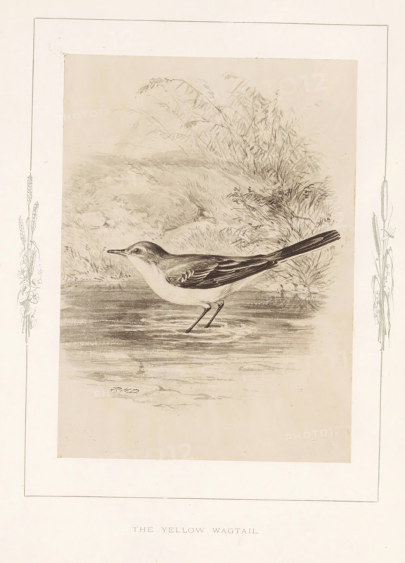 Photo reproduction of a drawing of a yellow wagtail by Philip Henry Delamotte, The yellow wagtail, photograph, reproduction, page, after drawing by Philip Henry Delamotte, Selborne, c. 1850 - in or before 1876, photographer, Hampshire, paper, carbon print, height 165 mm x width 120 mm, birds, A sepia-toned illustration of a small wading bird standing in shallow water with ripples beneath its feet, shown in profile facing left with a slender body, long tail angled slightly upward, and a pointed beak; the bird has darker shading on its wings and upper body and lighter shading on its underside. Surrounding the bird is a faintly rendered background of tall grasses and reeds along a shoreline, with textured ground and soft foliage strokes. The illustration is framed by a pale mat with narrow decorative botanical sketches along the left and right vertical margins.