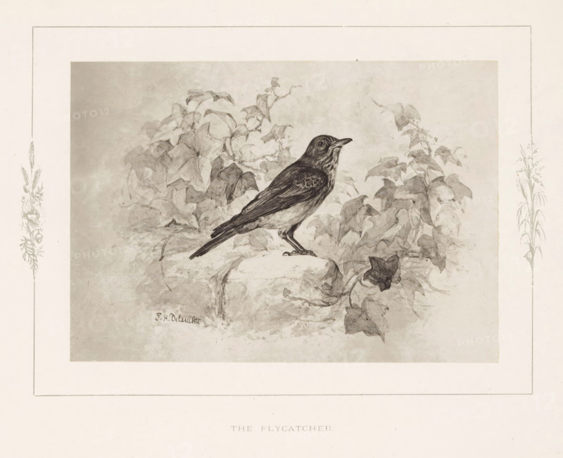 The flycatcher, Photo reproduction of a drawing of a flycatcher by Philip Henry Delamotte, photograph, reproduction, page, after drawing by Philip Henry Delamotte, Selborne, c. 1850 - in or before 1876, photographer, Hampshire, paper, carbon print, height 117 mm x width 168 mm, birds, A detailed pencil drawing of a small bird perched on a rounded stone ledge, shown in profile with dark feathers on its back and lighter feathers on its belly, surrounded by leafy vines and foliage rendered in soft shading, all within a bordered rectangular mat that includes delicate floral embellishments along the sides.