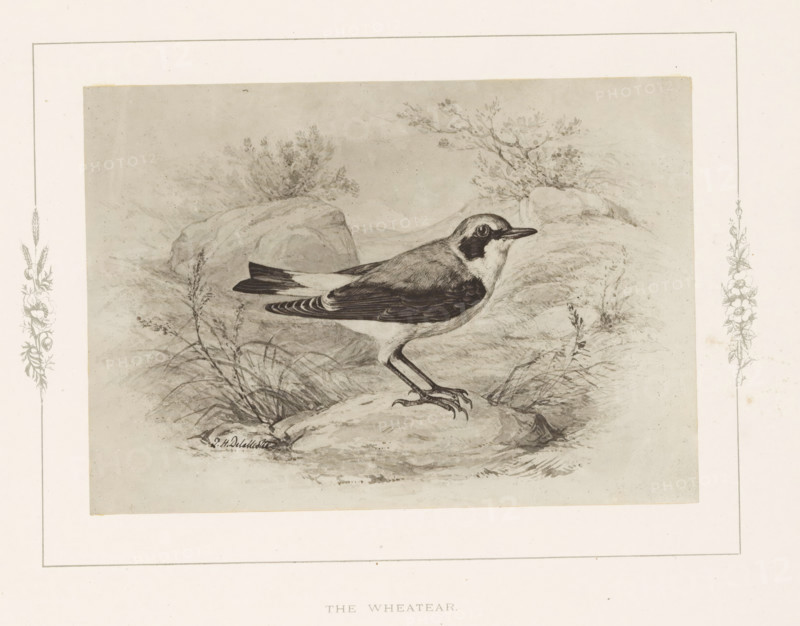 Photo reproduction of a drawing of a wheatear by Philip Henry Delamotte, The wheatear, photograph, reproduction, page, after drawing by Philip Henry Delamotte, Selborne, c. 1850 - in or before 1876, photographer, Hampshire, paper, carbon print, height 118 mm x width 168 mm, birds, A detailed pencil or ink drawing of a bird standing on a rocky surface surrounded by grasses and low shrubs, the bird shown in profile with a dark eye patch, a slender beak, patterned wings, and long legs with sharp claws, set against a lightly shaded background with rocks and sparse vegetation and framed by a decorative border with floral motifs at the sides.