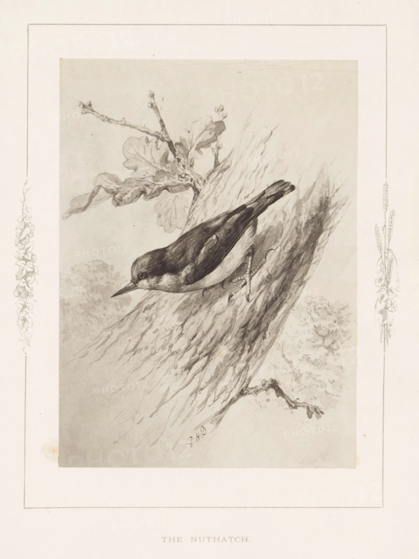 Photo reproduction of a drawing of a nuthatch by Philip Henry Delamotte, The nuthatch, photograph, reproduction, page, after drawing by Philip Henry Delamotte, Selborne, c. 1850 - in or before 1876, photographer, Hampshire, paper, carbon print, height 165 mm x width 120 mm, birds, A monochrome illustration of a small bird clinging to the rough bark of a slanted tree trunk, shown in profile with a pointed beak and a dark cap contrasting with a lighter underside, wings folded along its back, and slender feet gripping the tree; a branch with leaves and small buds extends from the trunk above the bird, and faint foliage and textured shading fill the background, all framed by a decorative border with vertical botanical sketches along the left and right edges.
