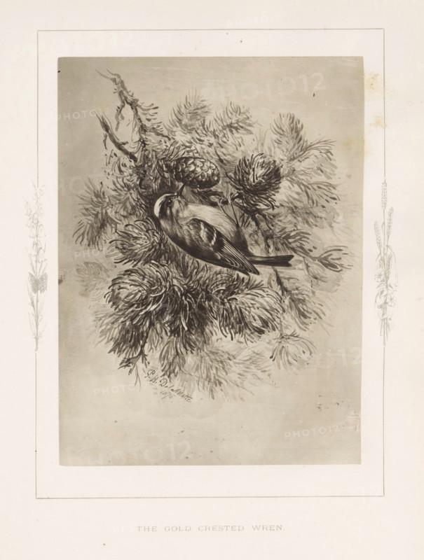 The gold-crested wren, Photoreproduction of a drawing of a wren by Philip Henry Delamotte, photograph, reproduction, page, after drawing by Philip Henry Delamotte, Selborne, c. 1850 - in or before 1876, photographer, Hampshire, paper, carbon print, height 170 mm x width 125 mm, song-birds: wren, A monochrome illustration of a small bird perched among dense needle-like foliage and cone-shaped clusters; the bird shows a rounded body, a short beak, a striped pattern on the head, and layered feathers on the wings and tail, while the surrounding branches display overlapping, textured leaves and clustered cones rendered in fine, detailed strokes against a light rectangular background with a narrow decorative border.