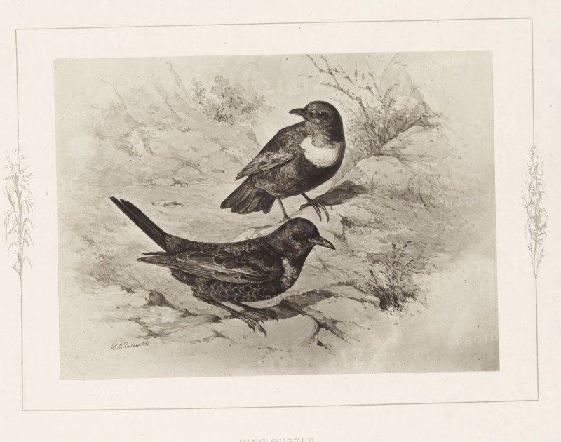 Photo reproduction of a drawing of two ringing birds by Philip Henry Delamotte, Ring-ousels, photograph, reproduction, page, after drawing by Philip Henry Delamotte, Selborne, c. 1850 - in or before 1876, photographer, Hampshire, paper, carbon print, height 121 mm x width 165 mm, song-birds: thrush, A monochrome illustration of two birds perched on a rocky, textured ground with sparse grasses and foliage in the background, framed by a pale border with delicate botanical sketches along the sides; the birds display detailed feather patterning and shading, one standing slightly higher with a lighter patch on its chest and the other positioned lower with a more uniformly dark plumage, both showing curved beaks and clawed feet, set against a softly rendered rocky landscape.