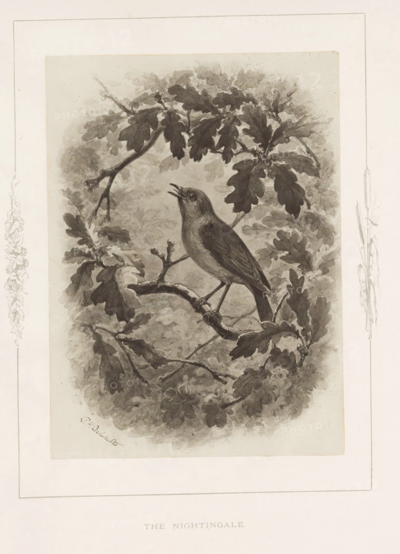 Photo reproduction of a drawing of a nightingale by Philip Henry Delamotte, The nightingale, photograph, reproduction, page, after drawing by Philip Henry Delamotte, Selborne, c. 1850 - in or before 1876, photographer, Hampshire, paper, carbon print, height 165 mm x width 120 mm, song-birds: nightingale, A grayscale illustration shows a bird perched on a branch surrounded by leaves and foliage, the bird facing slightly upward with its beak open, rendered with detailed feather texture and shading; the branch has rough bark and smaller twigs, and the surrounding leaves vary in size and overlap to create a dense backdrop, all contained within a rectangular frame with faint decorative borders along the sides.