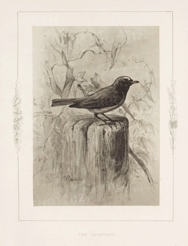 The redstart, Photo reproduction of a drawing of a redstart by Philip Henry Delamotte, photograph, reproduction, page, after drawing by Philip Henry Delamotte, Selborne, c. 1850 - in or before 1876, photographer, Hampshire, paper, carbon print, height 168 mm x width 118 mm, birds, A grayscale illustration of a small bird perched on a weathered wooden post surrounded by leafy vines, the bird shown in profile with a pointed beak, detailed feathers, and slender legs gripping the post, the background filled with softly rendered foliage and curling tendrils, all framed by a decorative border with floral motifs along the sides.