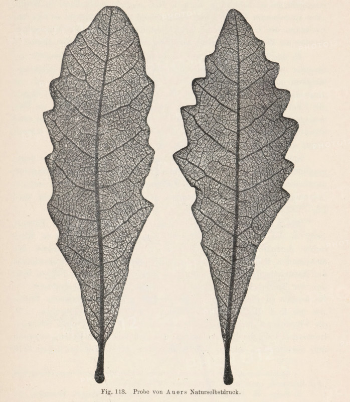 Two oak leaves, page, photomechanical print, number: 'Fig. 113.', photographer: Alois Auer, cliché maker: anonymous, c. 1900 - in or before 1905, paper, autotypie, height 95 mm x width 140 mm, trees: oak (leaf), Two vertically oriented leaf impressions rendered in fine dark lines against a light background, each leaf showing a prominent central vein with a dense network of branching veins forming a textured mosaic; the leaf margins are irregularly lobed with rounded sinuses and pointed tips tapering down to elongated petiole-like bases that end in small rounded drops; the left leaf is slightly wider and more scalloped along its edges while the right leaf is narrower with sharper lobes, and both have a stippled, almost lace-like interior vein pattern.
