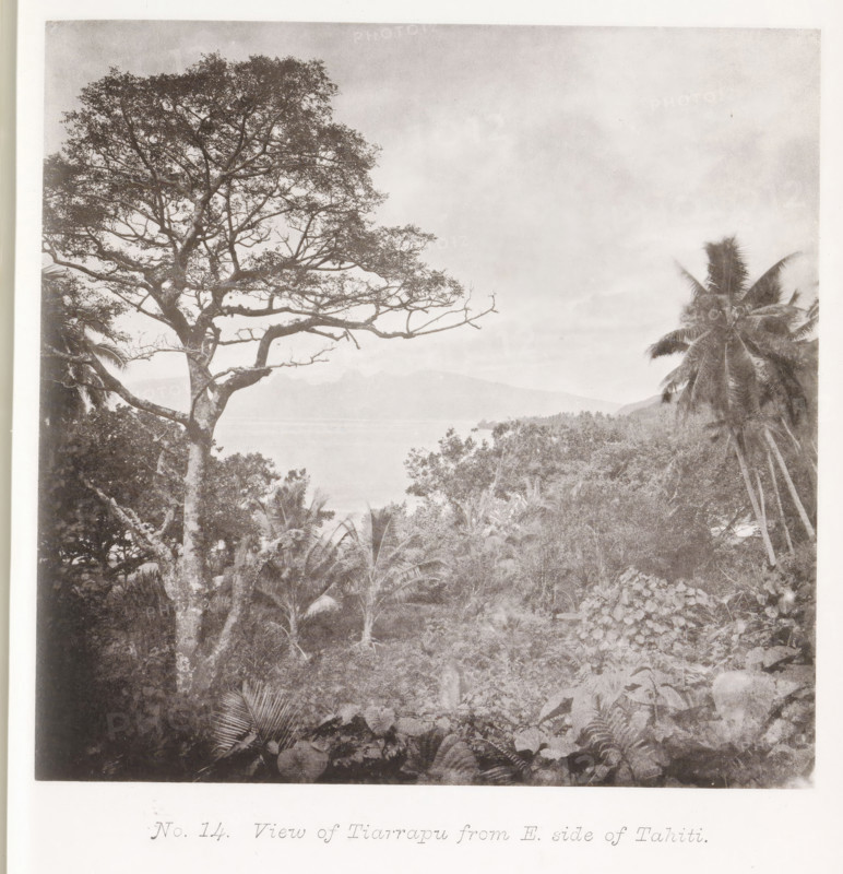 View of an island from Tahiti, View of Tiarrapu from E. side of Tahiti, page, photomechanical print, number: 'No. 14.', photographer: Henry Stuart-Wortley, Tahiti, cliché maker: Meisenbach's Autotype Company, printer (person): Meisenbach's Autotype Company, 1880, Meisenbach's Autotype Company, photographer, French Polynesia, paper, collotype, photoprint, height 136 mm x width 139 mm, island, trees: palm-tree, A monochrome scene showing a large tree with sprawling branches and a dense canopy on the left, a cluster of tall palm trees with long fronds on the right, and varied tropical vegetation including broad-leafed plants and ferns filling the foreground and midground, with a body of water and distant low hills visible between the trees under a pale sky.
