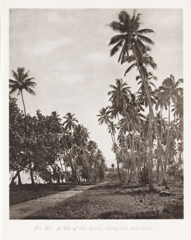 View of a road along the coast in Tahiti, A bit of the Road, along the sea-shore, page, photomechanical print, number: 'No. 20.', photographer: Henry Stuart-Wortley, Tahiti, cliché maker: Meisenbach's Autotype Company, printer (person): Meisenbach's Autotype Company, 1880, Meisenbach's Autotype Company, photographer, French Polynesia, paper, collotype, photoprint, height 167 mm x width 138 mm, coast, road, path, A grayscale photograph shows a dirt path winding through a grove of tall, slender palm trees with long fronds, the trunks clustered more densely on the right side and a thicker stand of foliage on the left, the ground appearing uneven with scattered vegetation and shadows, and an overcast sky occupying the upper portion of the image.