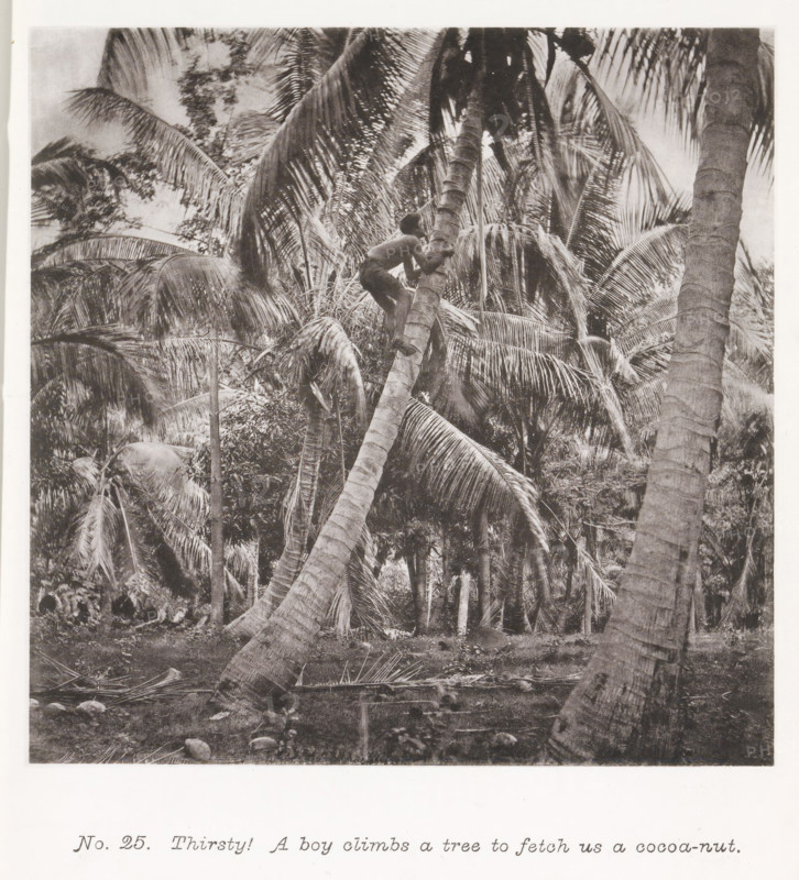 Thirsty! A boy climbs a tree to fetch us a cocoa-nut, Boy climbing a coconut tree in Tahiti, page, photomechanical print, number: 'No. 25.', photographer: Henry Stuart-Wortley, Tahiti, cliché maker: Meisenbach's Autotype Company, printer (person): Meisenbach's Autotype Company, 1880, Meisenbach's Autotype Company, photographer, French Polynesia, paper, collotype, photoprint, height 139 mm x width 140 mm, climbing up a tree, trees: coconut-tree, A black-and-white photograph showing a dense stand of tall palm trees with long, arching fronds filling the frame, one leaning palm trunk angled prominently across the foreground, and a person perched partway up that trunk holding onto it with both hands and looking upward, surrounded by layered palm leaves, other upright trunks, and undergrowth at the base.