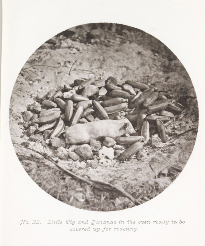 Piglet and bananas in an outdoor oven, before preparation, Little Pig and Bananas in the oven ready to be covered up for roasting, page, photomechanical print, number: 'No. 22.', photographer: Henry Stuart-Wortley, Tahiti, cliché maker: Meisenbach's Autotype Company, printer (person): Meisenbach's Autotype Company, 1880, Meisenbach's Autotype Company, photographer, French Polynesia, paper, collotype, photoprint, height 131 mm x width 133 mm, piglet, suckling pig, oven, kitchen - CC - in the open air, A circular black-and-white photograph shows a pile of elongated objects that resemble pods arranged on a rough ground surface strewn with small rocks and fragments, with a smooth oblong object lying on top of the pile; the background is textured earth and the foreground includes a thin curved twig crossing near the bottom edge.