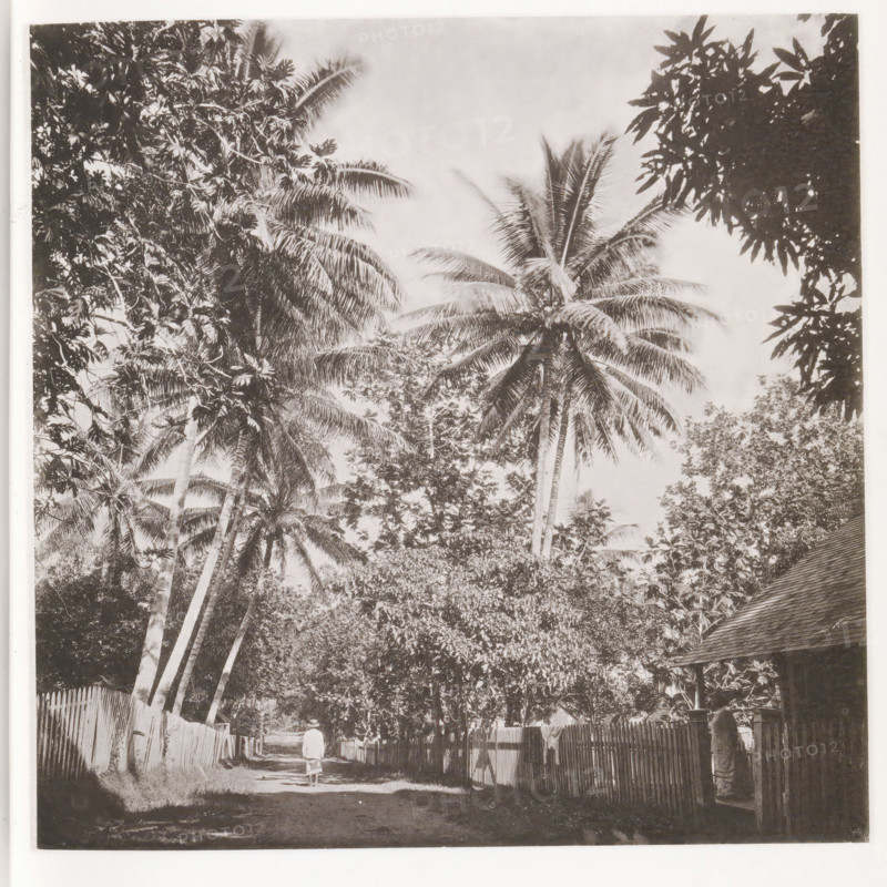 A street in Papeete, View of a street in Papeete on Tahiti, page, photomechanical print, number: 'No. 3.', photographer: Henry Stuart-Wortley, Papeete, cliché maker: Meisenbach's Autotype Company, printer (person): Meisenbach's Autotype Company, 1880, Meisenbach's Autotype Company, photographer, French Polynesia, Tahiti, paper, collotype, photoprint, height 139 mm x width 141 mm, street, trees: palm-tree, A black-and-white photograph showing a shaded dirt lane lined with wooden picket fences and dense foliage, tall palm trees with long fronds arching over the path, other leafy trees forming a canopy, a person wearing a light-colored garment and hat walking away from the camera down the center of the lane, a building roof with visible shingles at the right edge, and sunlight filtering through the leaves creating patches of light and shadow on the ground.