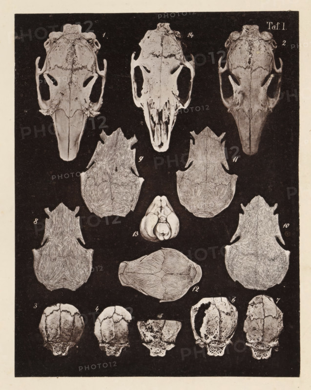 Fourteen faces of a rabbit skull, page, photomechanical print, number: 'Taf. I. 1 2 3 4 5 6 7 8 9 10 11 12 13', photographer: Bernhard von Gudden, Germany, maker: Gemoser, Munich, c. 1864 - in or before 1874, Bavaria, paper, collotype, photogravure, height 205 mm x width 160 mm, Print in back quire., (human) skull, A vertical illustration on a dark rectangular background features a series of pale skull and bone drawings arranged in rows, showing top and underside views. The top row displays three elongated skulls with prominent eye sockets and narrow snouts, the central skull appearing lighter and more worn. Below these are paired flatter bone plates with textured striations and a small rounded, segmented structure between them. Further down are more flattened, shield-like bone plates with detailed surface lines, and a large rounded plate shown in a horizontal orientation. The lower area contains several rounded cranial fragments and fragmented skull tops with irregular edges and visib...