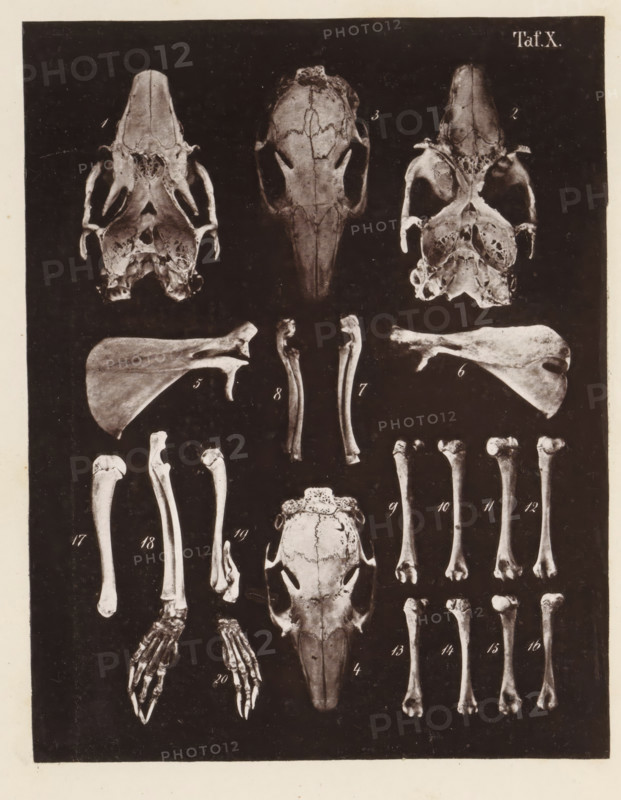 Twenty faces of bones and the skull of a rabbit, page, photomechanical print, number: 'Taf. X. 1 2 3 4 5 6 7 8 9 10 11 12 13 14 15 16 17 18 19 20', photographer: Bernhard von Gudden, Germany, maker: Gemoser, Munich, c. 1864 - in or before 1874, Bavaria, paper, collotype, photogravure, height 204 mm x width 159 mm, Print in back quire., (human) skull, rodents: rabbit, A vertical rectangular image shows a dark background with multiple pale animal bones and skulls arranged in orderly rows; at the top are three skull views with hollow eye sockets and exposed nasal cavities, flanked by paired shoulder blades on either side, and below them are long slender limb bones displayed vertically. Toward the center is a larger elongated skull with a pointed snout and visible cranial sutures, surrounded by assorted forelimb and hindlimb bones including jointed segments and rounded ends. Lower on the image are paired skeletal hands with distinct finger bones splayed outward, more sets of long tubular b...