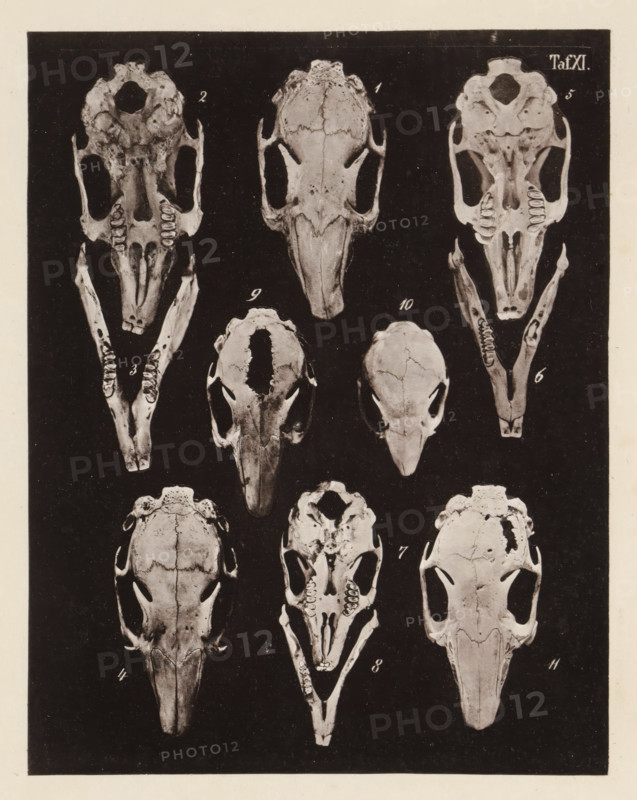 Eleven views of a rabbit skull, page, photomechanical print, number: 'Taf. XI. 1 2 3 4 5 6 7 8 9 10 11', photographer: Bernhard von Gudden, Germany, maker: Gemoser, Munich, c. 1864 - in or before 1874, Bavaria, paper, collotype, photoprint, height 205 mm x width 160 mm, Print in section at the back., (human) skull, rodents: rabbit, A vertical rectangular print showing multiple animal skulls arranged in a grid on a dark background, each skull depicted from various angles including frontal, top, and jaw views, with several separated lower jawbones displayed beside corresponding skulls; the skulls are light in tone with visible sutures, eye sockets, nasal cavities, and rows of teeth, and the surrounding margins are a lighter paper color framing the dark central area.