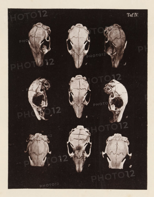 Nine faces of a rabbit skull, page, photomechanical print, number: 'Taf. IV. 1 2 3 4 5 6 7 8 9', photographer: Bernhard von Gudden, Germany, maker: Gemoser, Munich, c. 1864 - in or before 1874, Bavaria, paper, collotype, photogravure, height 205 mm x width 158 mm, Print in back quire., (human) skull, rodents: rabbit, A vertical print showing a dark rectangular panel with multiple pale skulls arranged in a grid pattern against the black background, each skull depicted from various frontal and side angles with visible sutures and hollow eye sockets; the skulls have elongated snouts and rounded crania, with some shown in profile revealing internal cavities, and subtle shading and highlights that emphasize bone texture and contours.