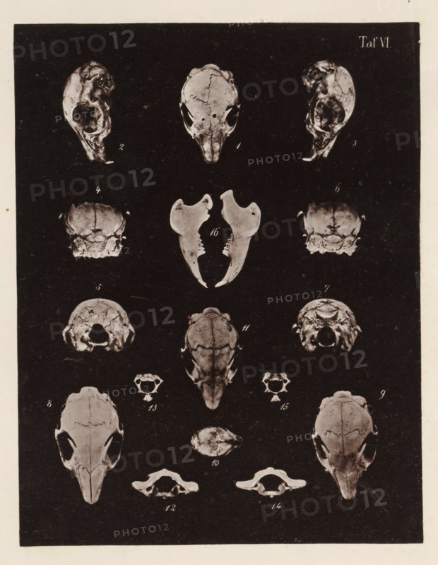 Fifteen faces of a rabbit skull, page, photomechanical print, number: 'Taf. VI. 1 2 3 4 5 6 7 8 9 10 11 12 13 14 15', photographer: Bernhard von Gudden, Germany, maker: Gemoser, Munich, c. 1864 - in or before 1874, Bavaria, paper, collotype, photogravure, height 204 mm x width 158 mm, Print in back quire., (human) skull, rodents: rabbit, A vertical black panel with multiple white skulls and jawbones arranged in rows and columns, each skull shown from various angles including front, side, top, and bottom views, with separate jawbone pieces displayed in the center; the skulls have dark eye sockets and visible sutures, and the panel is bordered by a white margin.