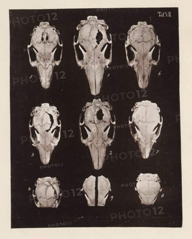 Nine faces of a rabbit skull, page, photomechanical print, number: 'Taf. VII. 1 2 3 4 5 6 7 8 9', photographer: Bernhard von Gudden, Germany, maker: Gemoser, Munich, c. 1864 - in or before 1874, Bavaria, paper, collotype, photogravure, height 205 mm x width 159 mm, Print in back quire., (human) skull, rodents: rabbit, A rectangular dark panel contains a grid of pale skull-like objects arranged in vertical columns and horizontal rows against a black background, each skull shown from a top-down perspective with visible sutures, eye socket openings, and elongated beak-like snouts; some skulls show irregular missing sections and textured bone patterns while others appear more intact; small handwritten numerals appear near each skull; a light border surrounds the dark panel.