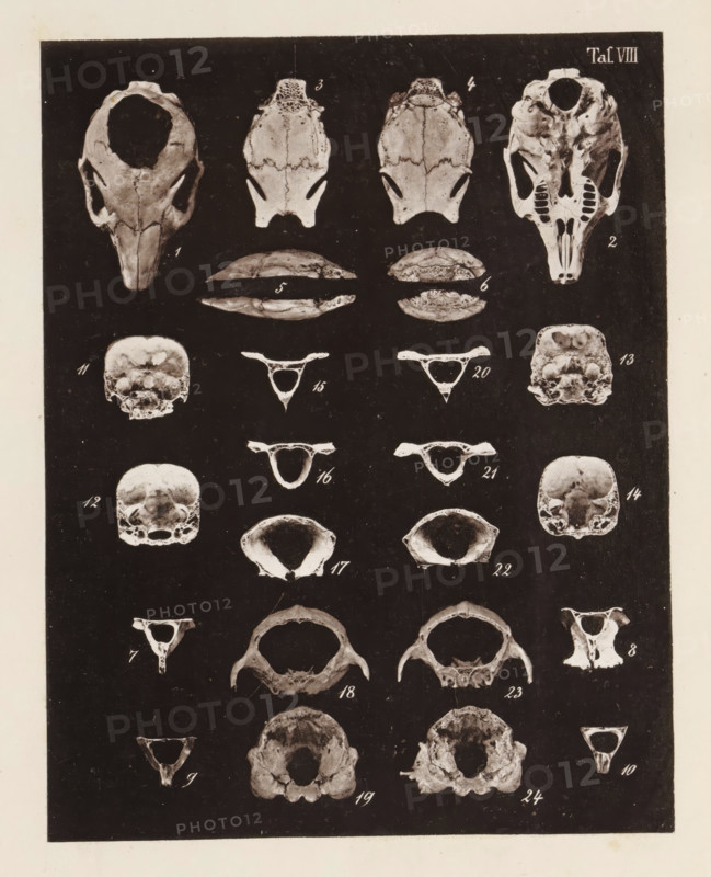 Twenty-four views of parts of a rabbit skull, page, photomechanical print, number: 'Taf. VIII. 1 2 3 4 5 6 7 8 9 10 11 12 13 14 15 16 17 18 19 20 21 22 23 24', photographer: Bernhard von Gudden, Germany, maker: Gemoser, Munich, c. 1864 - in or before 1874, Bavaria, paper, collotype, photogravure, height 205 mm x width 160 mm, Print in back quire., (human) skull, rodents: rabbit, A vertical panel filled with grayscale images of various skull and bone fragments arranged in columns and rows against a dark background, showing multiple top and bottom views of skulls, rounded cranial sections, and small triangular vertebral pieces, each specimen depicted with visible sutures, cavities, and textured surfaces, with lighter bone contrasts against the black background and a narrow off-white border around the panel.