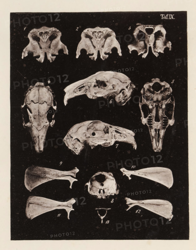 Thirteen views of parts of a rabbit skull, page, photomechanical print, number: 'Taf. IX. 1 2 3 4 5 6 7 8 9 10 11 12 13', photographer: Bernhard von Gudden, Germany, maker: Gemoser, Munich, c. 1864 - in or before 1874, Bavaria, paper, collotype, photogravure, height 204 mm x width 159 mm, Print in back quire., (human) skull, rodents: rabbit, A vertically oriented print on a dark rectangular background features multiple photographic images of bones and skulls arranged in rows, showing various views including dorsal, lateral, and frontal orientations. The top row displays three cross-sectional bone pieces with porous internal structures. Below them are paired lateral skull views and a frontal skull with a prominent beak-like structure. Centrally placed are two side-view skulls with hollow cavities and delicate lattice-like internal bone patterns, flanked by an elongated skull shown from above and a skull base displayed frontally with visible tooth sockets. Lower rows contain paired flat ...