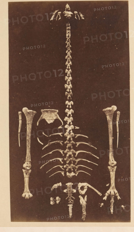 Bones of presumably a moa, photograph, page, c. 1853 - in or before 1863, photographer, paper, albumen print, height 264 mm x width 193 mm, Photo at the back., walker and runner birds, A sepia-toned photograph showing an arrangement of bones on a dark background, featuring a long segmented spinal column centered vertically with paired rib bones fanning outward in the lower half, a partial pelvic bone near the middle, two long leg bones positioned on either side with smaller slender bones adjacent to them, a series of smaller vertebrae and fragmentary bones clustered toward the bottom, and scattered small bone fragments surrounding the main elements.