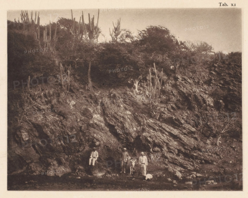 Three men with a donkey in the gorge at the foot of the Sint-Christoffelberg on Curaçao, page, photomechanical print, number: 'Tab. XI.', photographer: Jacobus Rudolphus Neervoort van de Poll (possibly), Curaçao, cliché maker: anonymous, c. 1877 - in or before 1887, paper, collotype, photoprint, height 138 mm x width 179 mm, Print in section at the back., ass, donkey, plants and herbs: cactus, mountains, ravine, chasm, abyss, canyon, St. Christopher's Mountain, A sepia-toned photograph showing a rocky cliff face with layered striations and rough textures rising from a darker foreground, vegetation and tall slender cacti growing along the upper edge of the cliff with bushes and scrubby trees behind them, three men standing and one man seated near the base of the rocks with two of the standing figures positioned next to a small donkey, a small animal lying on the ground near the group, and scattered stones and uneven ground in the foreground.