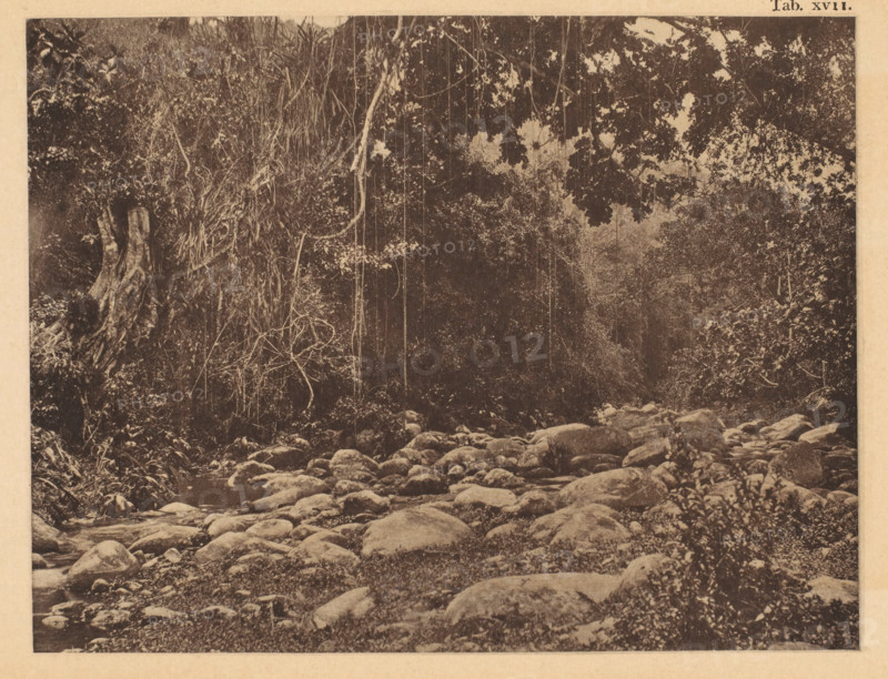 View of a bed of the San Esteban river in Venezuela, page, photomechanical print, number: 'Tab. XVII.', photographer: Jacobus Rudolphus Neervoort van de Poll (possibly), Venezuela, cliché maker: anonymous, c. 1877 - in or before 1887, paper, collotype, photoprint, height 139 mm x width 180 mm, Print in section at the back., forest, wood, dry river, river bed, A sepia-toned photograph showing a rocky riverbed in the foreground with numerous rounded stones and small patches of vegetation, bordered by dense foliage and shrubs on either side; tall trees and hanging vines form a dark canopy that fills the upper portion of the image, with textured tree trunks and tangled undergrowth visible along the left edge and leafy branches extending across the top, creating a shaded, forested scene.