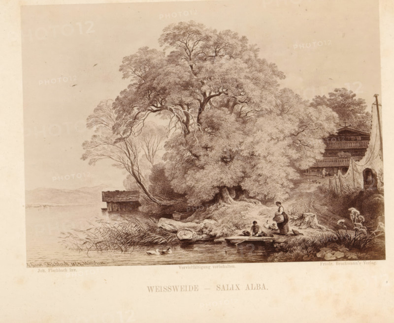 Photo reproduction of a drawing of a landscape with a white willow on a waterfront, Weissweide - Salix Alba, photograph, reproduction, page, photographer: Friedrich Bruckmann (possibly), Germany, after drawing by Johann Fischbach, Munich, in or after 1867 - c. 1879, Bavaria, paper, albumen print, height 134 mm x width 181 mm, trees: willow, A detailed sepia-toned etching shows a large, dense tree with spreading branches and textured foliage dominating the center of the scene by a body of water, with smaller trees and reeds along the shoreline. A wooden dock and a boathouse extend into the water at the left, and a small rowboat floats near the edge where a woman stands on the bank holding a basket while two children sit nearby on rocks and a plank. Ducks are swimming in the water close to the shore. To the right, there is a multi-tiered wooden building partially obscured by trees and a line of hanging nets or fabric suspended between posts, with a stump and plants in the foreground. The...