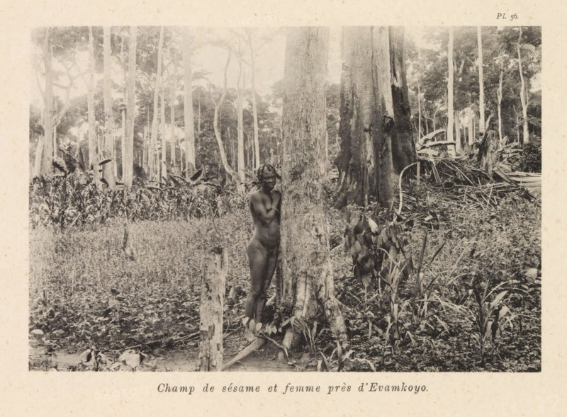 Champ de sésame et femme près d'Evamkoyo, Woman in front of a sesame field near Evamkoyo, page, photomechanical print, number: 'Pl. 56.', photographer: Franz Thonner, Congo (country), cliché maker: Stengel & Markert, Dresden, 1896, Franz Thonner, Stengel & Markert, photographer, cliché maker, Saxony, paper, collotype, photoprint, height 110 mm x width 161 mm, adult woman, field filled with a crop, A black and white photograph of a forested area with tall, straight trees and dense undergrowth, a large tree trunk occupying the foreground center-right, a naked woman standing partially behind that trunk with her hands near her face and head, various plants and grasses covering the ground, scattered fallen branches and vegetation debris to the right, and a pale border surrounding the image.