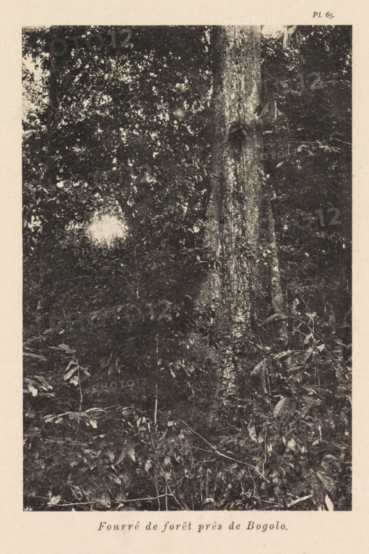 Thickets near Bogolo, Fourré de forêt près de Bogolo, page, photomechanical print, number: 'Pl. 65.', photographer: Franz Thonner, Congo (country), cliché maker: Stengel & Markert, Dresden, 1896, Saxony, paper, collotype, photoprint, height 161 mm x width 110 mm, shrubs, Likame, A monochrome photograph showing dense foliage and tree trunks filling the frame, with layered leaves and branches creating a textured canopy and understory; a large tree trunk with visible bark texture stands prominently near the center right, surrounded by smaller plants and leafy stems, while dappled light creates bright patches among the darker leaves and branches.