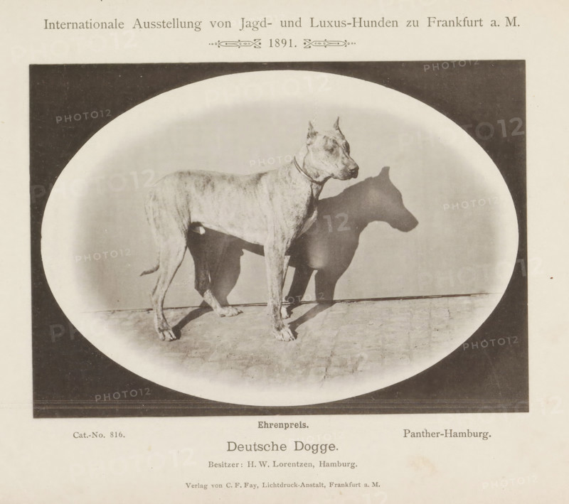 Deutsche Dogge, Great Dane Panther-Hamburg who won an honorary prize at the Internationale Ausstellung von Jagd und Luxus Hunden in 1891, Internationale Ausstellung von Jagd- und Luxus-Hunden zu Frankfurt a. M. 1891, page, photomechanical print, inscription: 'Ehrenpreis. Panther Hamburg. Besitzer : HW Lorentzen, Hamburg.', number: 'Cat.-No. 816.', Frankfurt am Main, maker: Carl Friedrich Fay, 1891, photographer, Hessen, paper, collotype, photoprint, height 123 mm x width 172 mm, dog, A sepia-toned photographic image shows a large short-haired dog standing in profile on a tiled floor within an oval frame; the dog has cropped ears and a collar, and its shadow is cast clearly on the backdrop behind it.