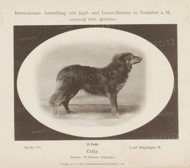 Collie Lord Göppingen II who won a second prize at the Internationale Ausstellung von Jagd und Luxus Hunden in 1891, Colly, Internationale Ausstellung von Jagd- und Luxus-Hunden zu Frankfurt a. M. 1891, page, photomechanical print, inscription: 'II. Price. Lord Göppingen II. Besitzer : W. Guberan, Göppingen.', number: 'Cat.-No. 959.', Frankfurt am Main, maker: Carl Friedrich Fay, 1891, photographer, Hessen, paper, collotype, photoprint, height 122 mm x width 173 mm, dog, A sepia-toned photograph shows a long-haired dog standing in profile within an oval frame set against a dark rectangular background, the dog facing to the right with a thick coat and a bushy tail, its legs and paws visible on a softly shaded surface, and the image surrounded by a light-colored border.