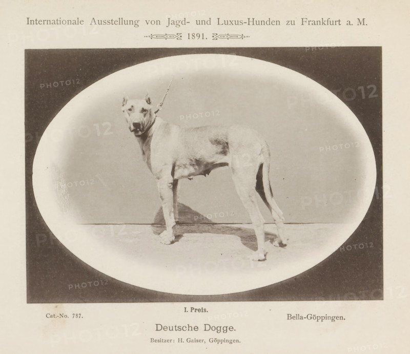 Deutsche Dogge, Great Dane Bella-Göppingen who won a first prize at the Internationale Ausstellung von Jagd und Luxus Hunden in 1891, Internationale Ausstellung von Jagd- und Luxus-Hunden zu Frankfurt a. M. 1891, page, photomechanical print, number: 'Cat.-No. 787.', inscription: 'I. Price. Bella-Göppingen. Besitzer : H. Gaiser, Göppingen.', Frankfurt am Main, maker: Carl Friedrich Fay, 1891, photographer, Hessen, paper, collotype, photoprint, height 123 mm x width 172 mm, dog, A sepia-toned photograph shows a large short-haired dog standing on a flat surface within an oval vignette framed by a dark rectangular border, the dog facing slightly toward the camera with a collar and leash attached, visible musculature and a slender body, upright cropped ears, a long tail, and shadow on the ground beneath its legs.