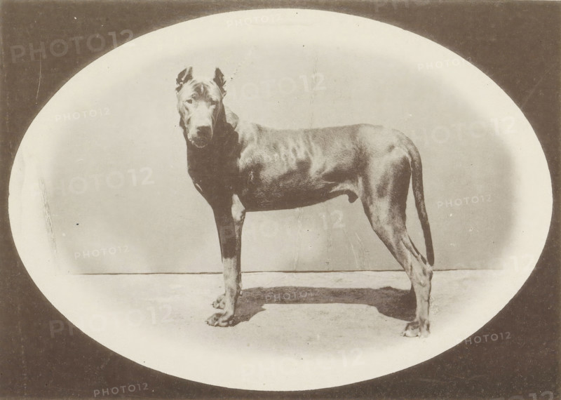 Great Dane Falkner-Plavia who won an honorary prize at the Internationale Ausstellung von Jagd und Luxus Hunden in 1891, Deutsche Dogge, Internationale Ausstellung von Jagd- und Luxus-Hunden zu Frankfurt a. M. 1891, page, photomechanical print, inscription: 'Ehrenpreis. Falkner-Plavia. Besitzer : A. Latz, Euskirchen.', number: 'Cat.-No. 794.', Frankfurt am Main, maker: Carl Friedrich Fay, 1891, photographer, Hessen, paper, collotype, photoprint, height 123 mm x width 172 mm, dog, A sepia-toned photograph of a large short-haired dog standing in profile on a flat surface inside an oval vignette, with a dark rectangular border around the vignette; the dog faces slightly toward the camera with cropped ears, a muscular body, and a straight tail, casting a shadow on the ground beneath; the background within the oval is plain and lightly textured, and portions of printed text and margins are visible outside the vignette.