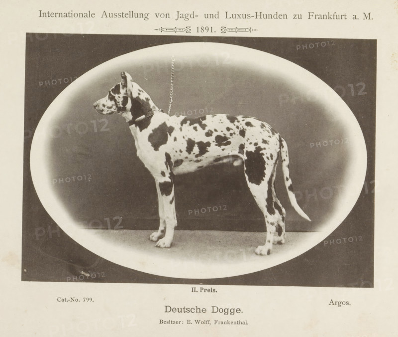 Great Dane Argos who won a second prize at the Internationale Ausstellung von Jagd und Luxus Hunden in 1891, Deutsche Dogge, Internationale Ausstellung von Jagd- und Luxus-Hunden zu Frankfurt a. M. 1891, page, photomechanical print, inscription: 'II. Price. Argos. Besitzer: E. Wolff, Frankenthal.', number: 'Cat.-No. 799.', Frankfurt am Main, maker: Carl Friedrich Fay, 1891, photographer, Hessen, paper, collotype, photoprint, height 122 mm x width 173 mm, dog, A black and white photograph of a large spotted dog standing in profile on a flat surface inside an oval vignette, the dog wearing a collar and a chain leash that hangs upward, with a plain dark background around the oval and lighter border forming the vignette, and a light-colored page surrounding the image.