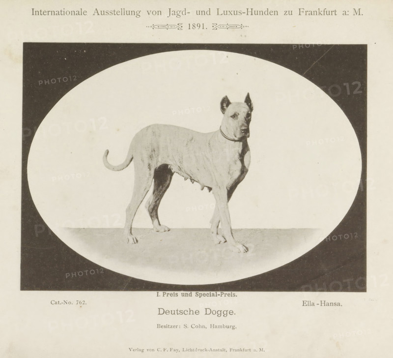 Deutsche Dogge, Great Dane Ella-Hansa who won two prizes at the Internationale Ausstellung von Jagd und Luxus Hunden in 1891, Internationale Ausstellung von Jagd- und Luxus-Hunden zu Frankfurt a. M. 1891, page, photomechanical print, number: 'Cat.-No. 762.', inscription: 'I. Prize and Special Prize. Ella Hansa. Besitzer : S. Cohn, Hamburg.', Frankfurt am Main, maker: Carl Friedrich Fay, 1891, photographer, Hessen, paper, collotype, photoprint, height 123 mm x width 171 mm, dog, A sepia-toned photograph shows a short-haired dog standing on a flat surface inside a light oval framed by a dark rectangular background; the dog faces slightly toward the right with ears erect and a collar around its neck, its tail curved upward, and visible teats along its underside, while the surrounding paper shows aged spots and a border around the image.
