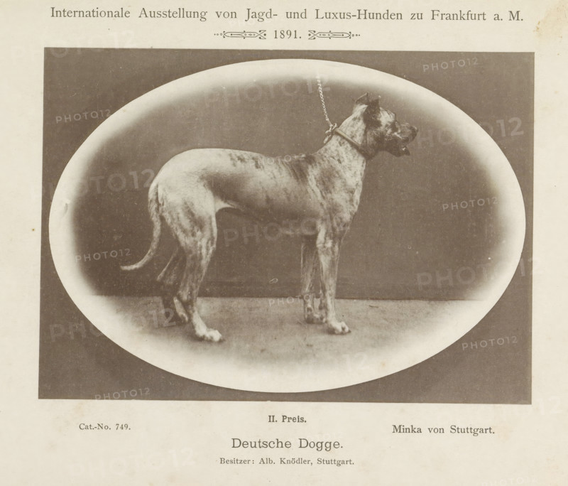 Deutsche Dogge, Great Dane Minka von Stuttgart who won a second prize at the Internationale Ausstellung von Jagd und Luxus Hunden in 1891, Internationale Ausstellung von Jagd- und Luxus-Hunden zu Frankfurt a. M. 1891, page, photomechanical print, inscription: 'II. Price. Minka von Stuttgart. Besitzer : Alb. Knödler, Stuttgart.', number: 'Cat.-No. 749.', Frankfurt am Main, maker: Carl Friedrich Fay, 1891, photographer, Hessen, paper, collotype, photoprint, height 122 mm x width 172 mm, dog, A sepia-toned photograph shows a large dog standing in profile on a flat surface inside an oval vignette; the dog has a short, brindled coat, cropped ears, a collar with a chain leash extending upward, and a long tail; the image is bordered by a light margin with faint speckles and aged paper texture.