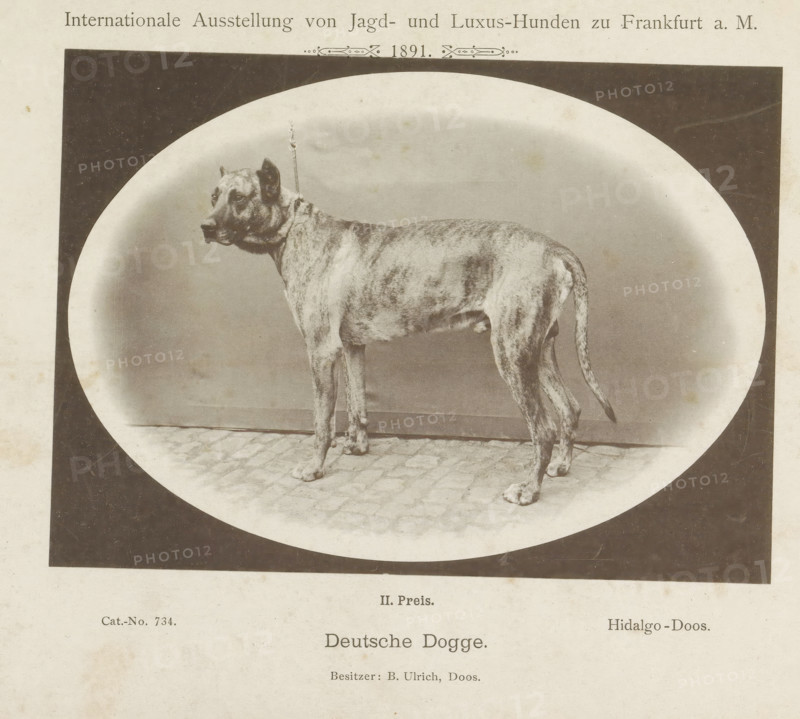 Deutsche Dogge, Great Dane Hidalgo who won a second prize at the Internationale Ausstellung von Jagd und Luxus Hunden in 1891, Internationale Ausstellung von Jagd- und Luxus-Hunden zu Frankfurt a. M. 1891, page, photomechanical print, number: 'Cat.-No. 734.', inscription: 'II. Price. Hidalgo Box. Besitzer : B. Ulrich, Doos.', Frankfurt am Main, maker: Carl Friedrich Fay, 1891, photographer, Hessen, paper, collotype, photoprint, height 123 mm x width 171 mm, dog, A sepia-toned photograph shows a large brindle dog standing on a cobbled floor inside an oval frame, facing left with a leash attached to a collar, visible from head to tail with a short coat and a long tail, set against a plain backdrop and mounted on a page with printed headings and captions above and below the image.