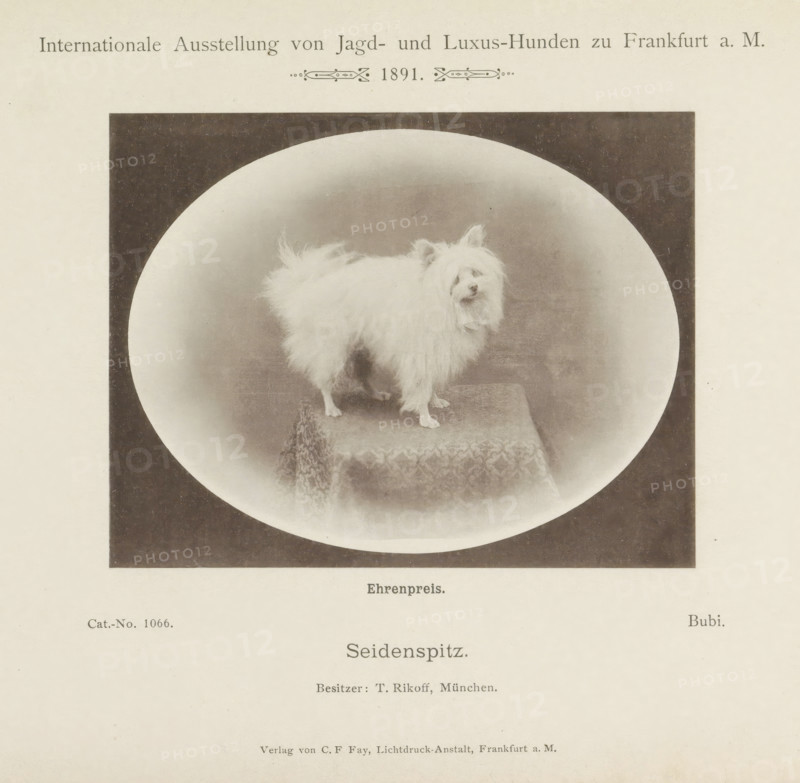 Keeshond Bubi who won an honorary prize at the Internationale Ausstellung von Jagd und Luxus Hunden in 1891, Seidenspitz, Internationale Ausstellung von Jagd- und Luxus-Hunden zu Frankfurt a. M. 1891, page, photomechanical print, inscription: 'Ehrenpreis. Bubi. Besitzer : T. Rikoff, Munich.', number: 'Cat.-No. 1066.', Frankfurt am Main, maker: Carl Friedrich Fay, 1891, photographer, Hessen, paper, collotype, photoprint, height 104 mm x width 133 mm, dog, A sepia-toned photographic print shows a small fluffy white dog standing on a patterned pedestal inside an oval vignette set against a dark rectangular background, with pale margins surrounding the image.