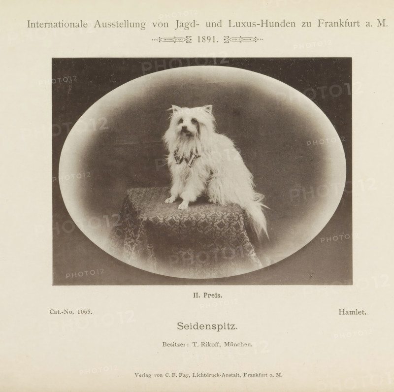 Keeshond Hamlet who won a second prize at the Internationale Ausstellung von Jagd und Luxus Hunden in 1891, Seidenspitz, Internationale Ausstellung von Jagd- und Luxus-Hunden zu Frankfurt a. M. 1891, page, photomechanical print, inscription: 'II. Price. Hamlet. Besitzer : T. Rikoff, Munich.', number: 'Cat.-No. 1065.', Frankfurt am Main, maker: Carl Friedrich Fay, 1891, photographer, Hessen, paper, collotype, photoprint, height 104 mm x width 137 mm, dog, A sepia-toned photograph shows a long-haired small dog with light-colored fur sitting on a patterned cushion inside a circular vignette against a dark background; the dog wears a decorative bow around its neck and looks slightly upward, with its tail draping down the side of the cushion.