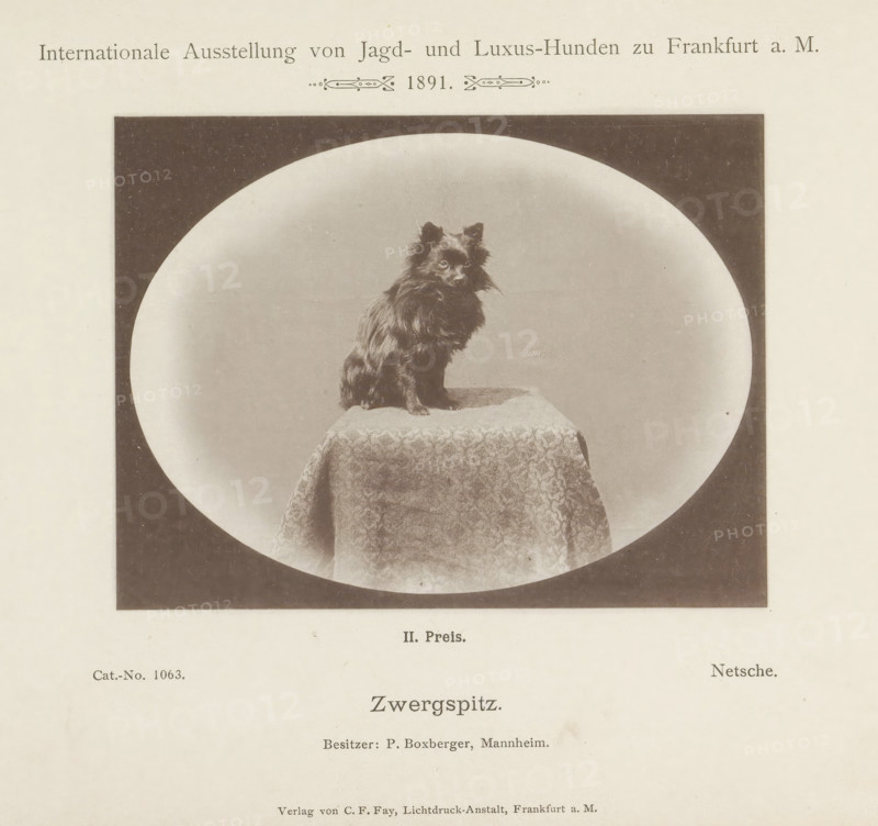 Zwergspitz, Miniature Pomeranian Netsche who won a second prize at the Internationale Ausstellung von Jagd und Luxus Hunden in 1891, Internationale Ausstellung von Jagd- und Luxus-Hunden zu Frankfurt a. M. 1891, page, photomechanical print, number: 'Cat.-No. 1063.', inscription: 'II. Price. Netsche. Besitzer : P. Boxberger, Mannheim.', Frankfurt am Main, maker: Carl Friedrich Fay, 1891, photographer, Hessen, paper, collotype, photoprint, height 104 mm x width 137 mm, dog, A sepia-toned photographic print shows a small long-haired dog with erect ears sitting on a draped pedestal inside an oval vignette framed by a dark rectangular border; the pedestal covering has a patterned fabric with a visible fold at the front, and the dog faces slightly to the side with fur ruff around its neck.