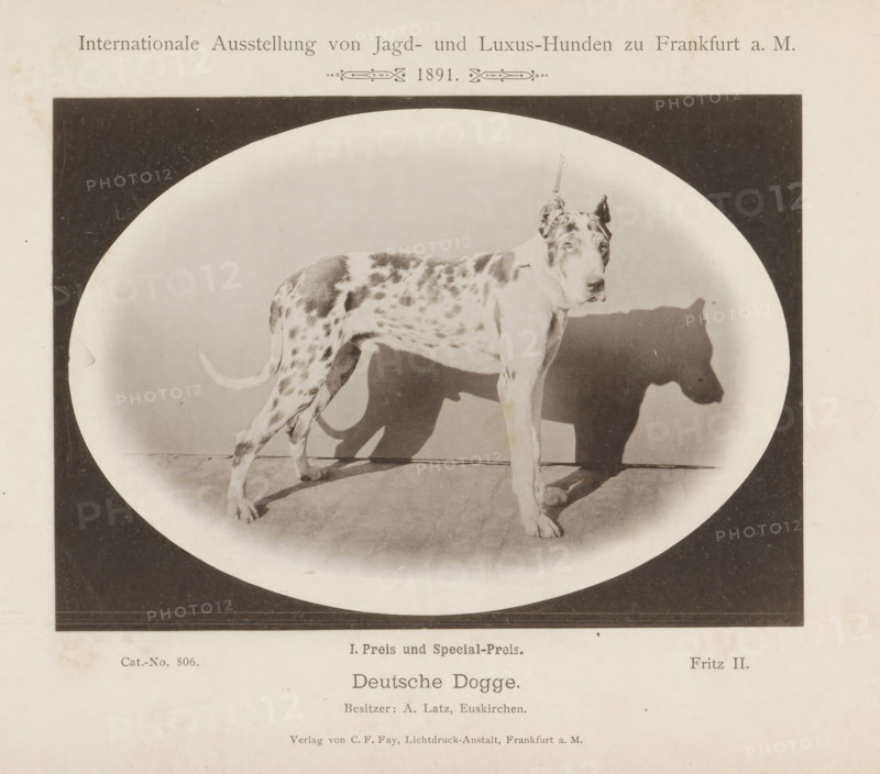 Deutsche Dogge, Great Dane Fritz II who won a first prize at the Internationale Ausstellung von Jagd und Luxus Hunden in 1891, Internationale Ausstellung von Jagd- und Luxus-Hunden zu Frankfurt a. M. 1891, page, photomechanical print, inscription: 'I. Prize and Special Prize. Fritz II. Besitzer : A. Latz, Euskirchen.', number: 'Cat.-No. 806.', Frankfurt am Main, maker: Carl Friedrich Fay, 1891, photographer, Hessen, paper, collotype, photoprint, height 123 mm x width 172 mm, dog, A sepia-toned photographic print shows a large spotted dog standing in profile within an oval vignette framed by a dark rectangular border, the dog facing toward the right with cropped ears and a collar, a distinct shadow cast on the background, a textured floor beneath its paws, and printed captions and ornamental text above and below the image on aged paper.