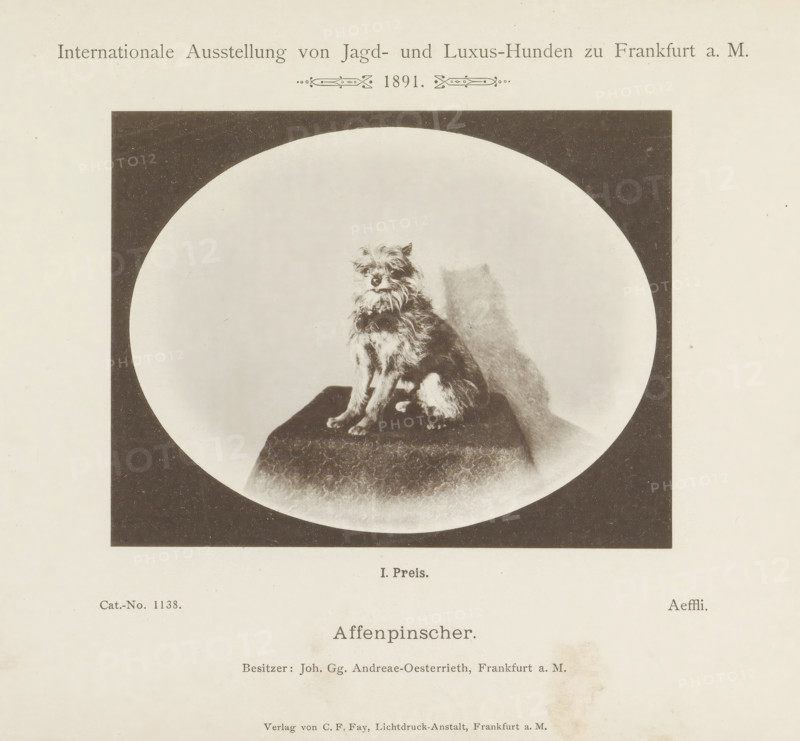 Affenpinscher Aeffli who won a first prize at the Internationale Ausstellung von Jagd und Luxus Hunden in 1891, Affenpinscher, Internationale Ausstellung von Jagd- und Luxus-Hunden zu Frankfurt a. M. 1891, page, photomechanical print, inscription: 'I. Price. Aeffli. Besitzer: Joh. Gg. Andreae-Oesterrieth, Frankfurt a. M.', number: 'Cat.-No. 1138.', Frankfurt am Main, maker: Carl Friedrich Fay, 1891, photographer, Hessen, paper, collotype, photoprint, height 104 mm x width 133 mm, dog, A sepia-toned photograph shows a small, scruffy dog with wiry fur sitting on a patterned cushion within an oval frame set against a dark rectangular background; the dog faces slightly to the left with a shadow cast behind it and the surrounding page has a wide blank margin.