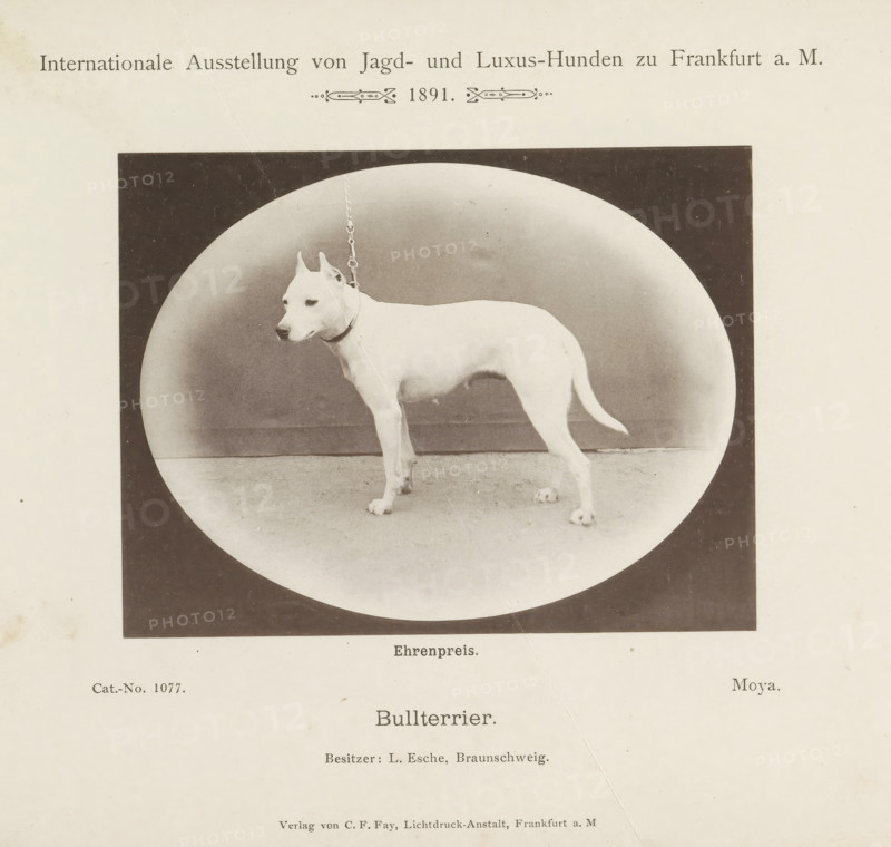 Bull terrier, Bull terrier Moya who won an honorary prize at the Internationale Ausstellung von Jagd und Luxus Hunden in 1891, Internationale Ausstellung von Jagd- und Luxus-Hunden zu Frankfurt a. M. 1891, page, photomechanical print, inscription: 'Ehrenpreis. Moya. Besitzer : L. Esche, Braunschweig.', number: 'Cat.-No. 1077.', Frankfurt am Main, maker: Carl Friedrich Fay, 1891, photographer, Hessen, paper, collotype, photoprint, height 102 mm x width 133 mm, dog, A sepia-toned image shows a white short-haired dog standing in profile inside an oval vignette against a darker rectangular background, the dog wearing a collar and attached to a chain that hangs upward, the floor beneath the dog visible and the surrounding page showing faded paper texture and minor blemishes.