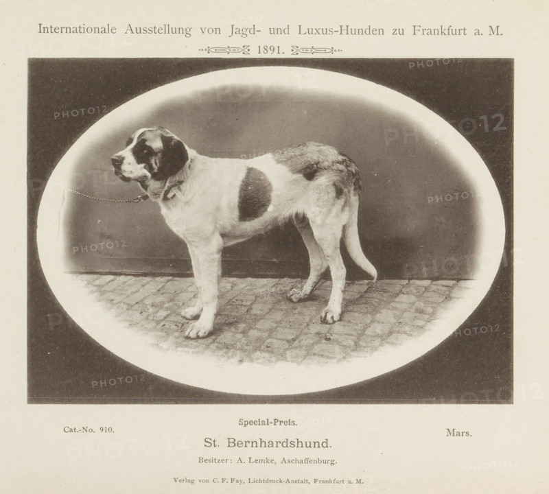 Saint Bernard Mars who won a prize at the Internationale Ausstellung von Jagd und Luxus Hunden in 1891, St. Bernhardshund, Internationale Ausstellung von Jagd- und Luxus-Hunden zu Frankfurt a. M. 1891, page, photomechanical print, number: 'Cat.-No. 910.', inscription: 'Special-Preis. Mars. Besitzer : A. Lemke, Aschaffenburg.', Frankfurt am Main, maker: Carl Friedrich Fay, 1891, photographer, Hessen, paper, collotype, photoprint, height 123 mm x width 172 mm, dog, A large dog standing on a cobblestone surface within an oval vignette, shown in profile facing left with a collar and short chain attached, displaying a short coat with patches of darker fur on the head, body, and rear, a straight tail hanging down, and visible paws and legs.