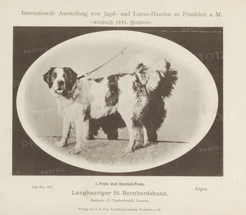Saint Bernard Argos who won two prizes at the Internationale Ausstellung von Jagd und Luxus Hunden in 1891, Langhaariger St. Bernhardshund, Internationale Ausstellung von Jagd- und Luxus-Hunden zu Frankfurt a. M. 1891, page, photomechanical print, number: 'Cat.-No. 887.', inscription: 'I. Prize and Special Prize. Argos. Besitzer : U. Tuchschmidt, Luzern.', Frankfurt am Main, maker: Carl Friedrich Fay, 1891, photographer, Hessen, paper, collotype, photoprint, height 122 mm x width 173 mm, dog, A large oval photograph of a long-haired dog standing on a textured floor with a visible leash attached to its collar, the dog has a white coat with dark patches, a broad head, floppy ears, and its mouth slightly open showing its tongue, a strong shadow of the dog falls on the backdrop, the oval photo is set within a dark rectangular border on a light background with additional areas of printed content above and below the image.